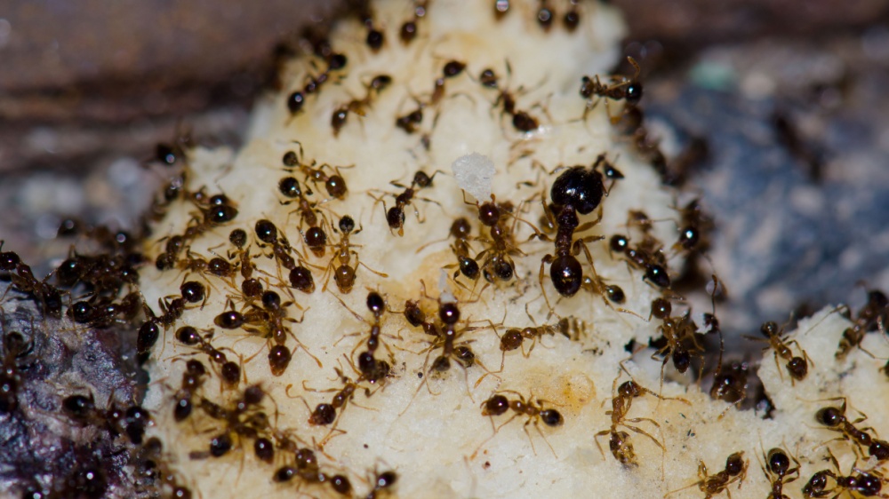 What Pests Are Most Common in Carlsbad Homes Near the Coast?