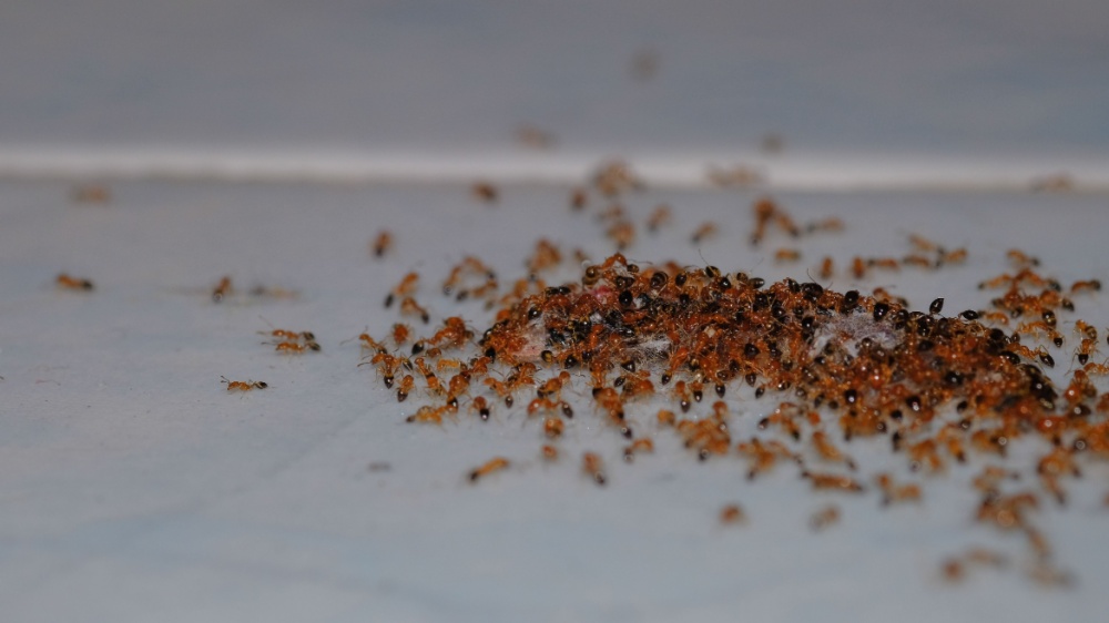 Why Are Ants So Hard to Get Rid of in Encinitas Homes?