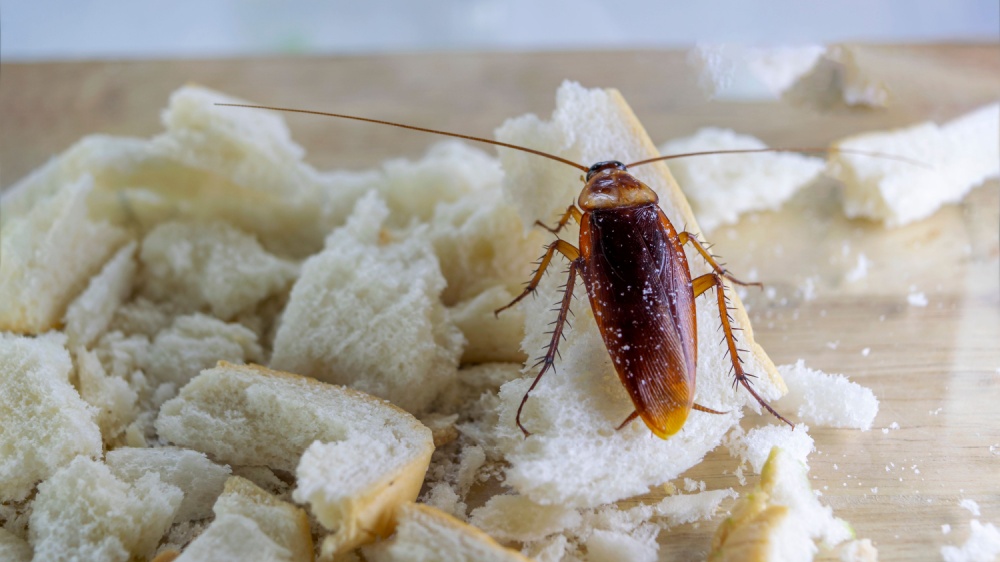 Why Do Bugs Keep Coming Back After I Spray in Carlsbad Homes?