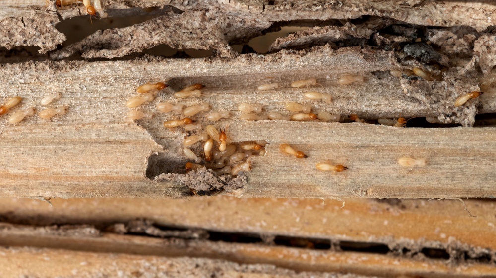 How Much Does Termite Treatment Cost in San Diego County?