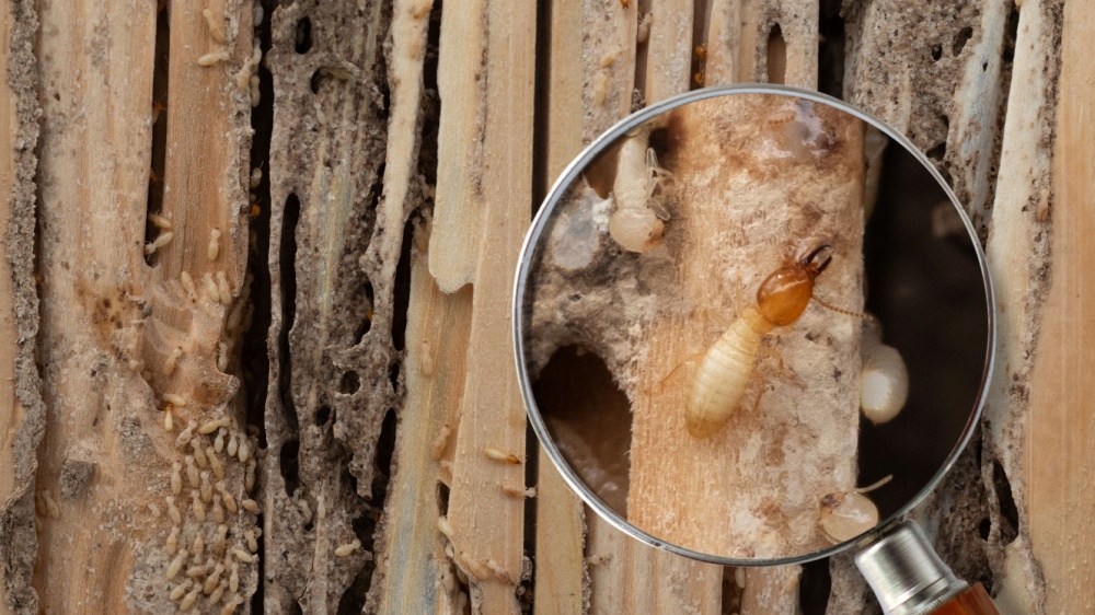Do I Need a Termite Inspection When Buying a Home in Encinitas?