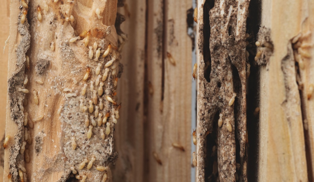 How to Tell If You Have Termites in Your Carlsbad Home