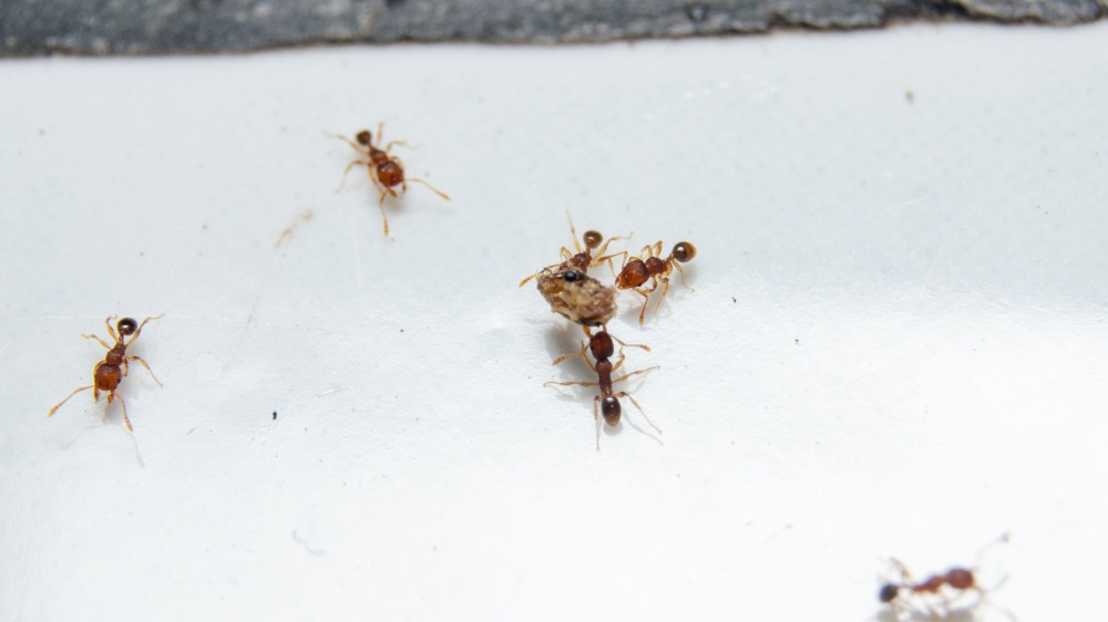 Why Do I Keep Getting Ants in My Carlsbad Kitchen (Even After Cleaning)?