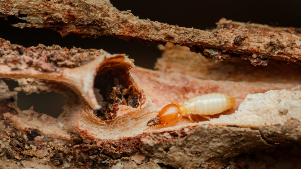 Drywood vs Subterranean Termites in Coastal California: What Homeowners Need to Know