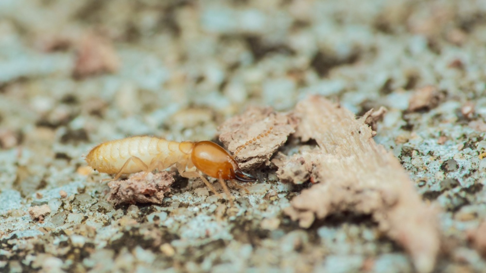 What Do Termites Look Like in Southern California? (And How to Spot Them Early)
