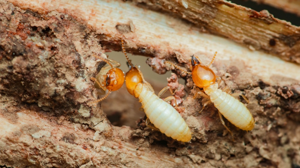 What Pests Are Most Common in Encinitas Homes?