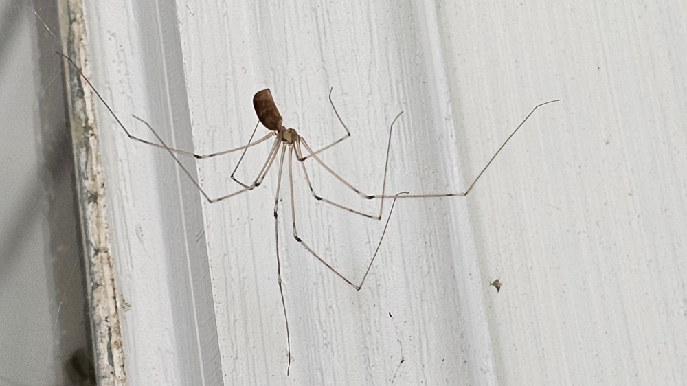 What Attracts Spiders to Homes in Encinitas, CA?