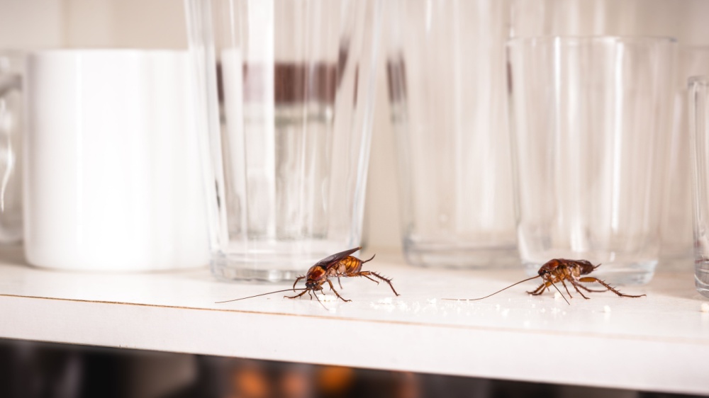 Why Are There So Many Bugs in My Encinitas Home All of a Sudden?