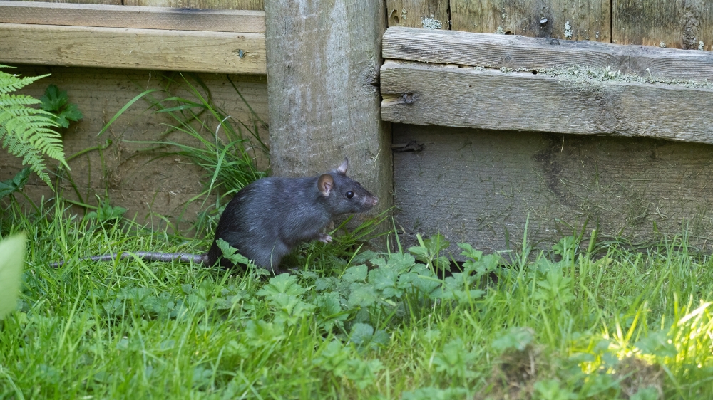Are Palm Trees and Ivy Bringing Roof Rats Into Encinitas Yards?