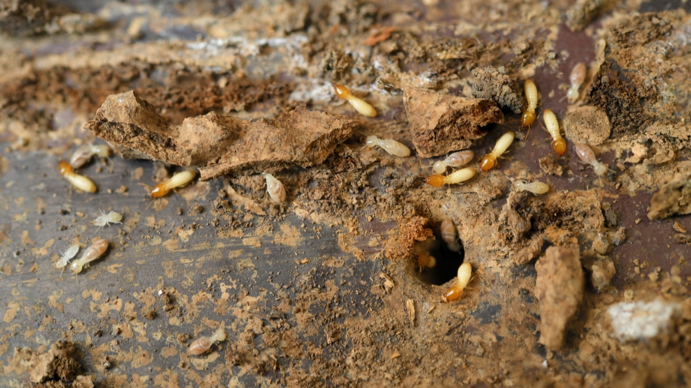 Who Is the Best Termite Company in Carlsbad, CA for a Home Sale Inspection?